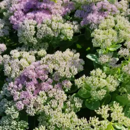 Sedum 'Brillant' (Sedum spectabilis) — touffes d’inflorescences serrées roses et vertes
