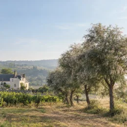 Tamaris d'été (Tamarix aphylla) — arbres légers fleuris bordant un vignoble campagnard · Photo d'illustration