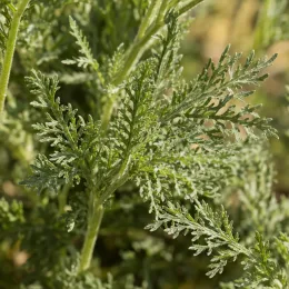 Achillée millefeuille 'Milly rock rose' (Achillea millefolium) — gros plan de feuillage vert finement découpé