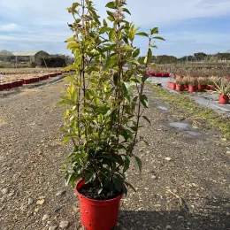 Laurier-tin 'Giganteum' (Viburnum tinus) — jeune arbuste en pot sur terrain de pépinière · Pot 4L
