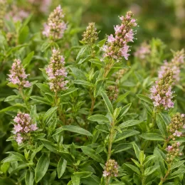 Menthe de gattefossé (Mentha gattefossei) — touffes de petites fleurs rosées parmi un feuillage dense · Photo d'illustration