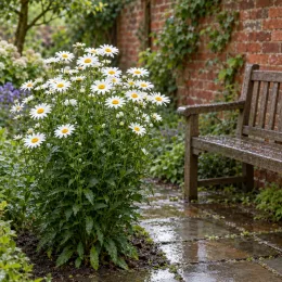 Marguerites 'Alaska' (Leucanthemum superbum) — touffe de grandes fleurs blanches près d'un banc · Photo d'illustration