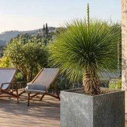 Dasylire 'Dr arroyo' (Dasylirion quadrangulatum) — plante graphique en pot sur terrasse ensoleillée