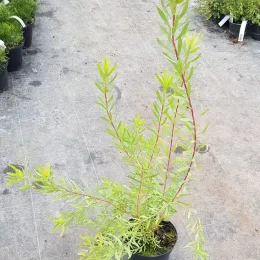 Leucadendron 'Cream delight' (Leucadendron salignum) — jeune arbuste à feuilles étroites vert clair en pot · Pot 2.5L Touffe