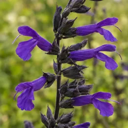 Sauge 'Amistad' (Salvia) — épis de fleurs violettes en gros plan · Photo d'illustration