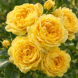 Rosier couvre-sol 'The fairy jaune' (Rosa) — gros plan de grappes de roses jaunes · Photo d'illustration