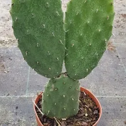 Oponce tomenteuse (Opuntia tomentosa) — cactus à grandes raquettes vertes en pot plastique · Godet