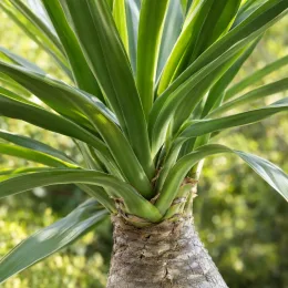 Yucca pied d'éléphant (Yucca elephantipes) — gros plan sur feuillage vert et tronc renflé