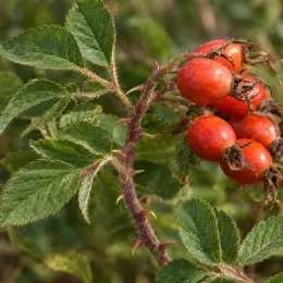 Rosier velu 'Karpatia' (Rosa villosa) — gros plan sur rameau épineux avec cynorrhodons rouges · Photo d'illustration