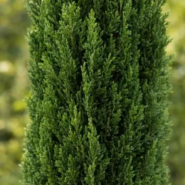 Cyprès d'italie 'Bolgheri' (Cupressus sempervirens) — gros plan sur feuillage dense vert de conifère · Photo d'illustration