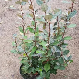Chalef de ebbing (Elaeagnus ebbingei) — arbuste dense aux feuilles ovales vert gris en pot · Pot 8L Touffe