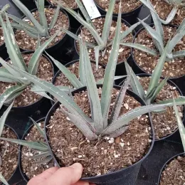 Agave du chihuahua 'Pale blue' (Agave lechuguilla) — jeune plant succulent en pot de pépinière · Pot 2.5L
