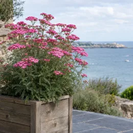 Achillée 'Cerise queen' (Achillea millefolium) — plante fleurie rose en bac bois devant la mer · Photo d'illustration