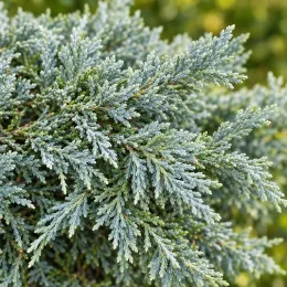 Genévrier rampant 'Wiltonii' (Juniperus horizontalis) — ramure dense aux fines aiguilles bleu-vert · Photo d'illustration