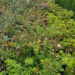 Calliandra Dixie Pink (Calliandra surinamensis) — massif de jeunes arbustes aux pompons roses délicats · Pot 8L