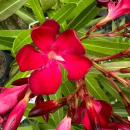 Laurier rose 'Emile Sahut' (Nerium oleander) — photo 3