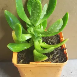 Orpin élevé (Sedum praealtum) — jeune plante succulente verte en pot plastique · Godet