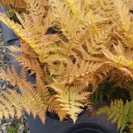 Fougère (Dryopteris erythrosora) — feuillage doré dense dans pot de pépinière · Pot 3L Touffe