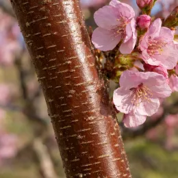 Cerisier à fleurs de sargent (Prunus sargentii) — gros plan de fleurs roses sur tronc brun · Photo d'illustration