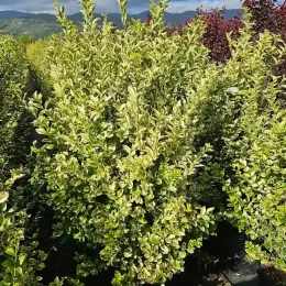 Troène doré de californie 'Aureum' (Ligustrum ovalifolium) — arbuste au feuillage panaché en rangs serrés · Pot 35L