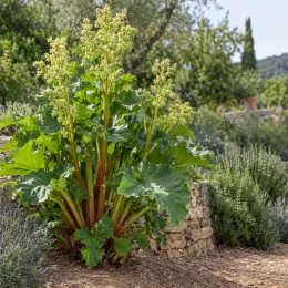 Rhubarbe géante victoria 'Victoria' (Rheum rhabarbarum) — grand plant vigoureux au pied d'un muret · Photo d'illustration