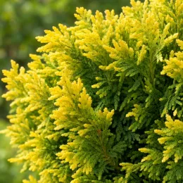 Thuya d'orient 'Compacta aurea nana' (Thuja orientalis) — gros plan sur feuillage dense vert et jaune