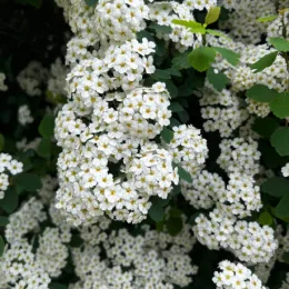 Spirée