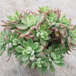 Echeveria 'Devotion' (Echeveria pulvinata) — succulente en rosettes vertes aux bords rouges · Pot 2.5L