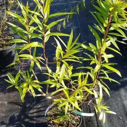 Saule à bois plat de sakhaline 'Sekka' (Salix udensis) — jeune arbuste aux longues feuilles étroites en pot · Pot 2.5L Touffe