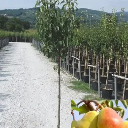 Poirier 'Doyenne du comice' (Pyrus communis) — jeune arbre en pot et fruits matures en médaillon · Pot 18L