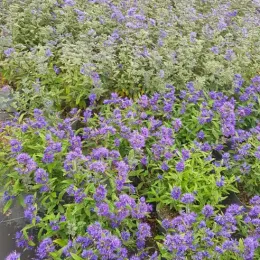 Caryopteris Grand Bleu (Caryopteris clandonensis) — massif de petites fleurs violettes et feuillage vert · Pot 3L