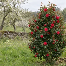 Camelia 'Red red rose' (Camelia japonica) — arbuste dense couvert de fleurs rouges au jardin · Photo d'illustration