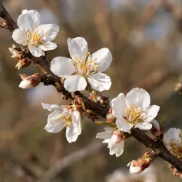 Amandier 'Supernova' (Prunus amygdalus) — gros plan de fleurs blanches sur branche