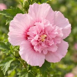 Althéa 'Pink chiffon' (Hibiscus syriacus) — gros plan sur grande fleur rose double · Photo d'illustration