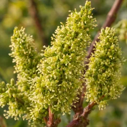 Pistachier vrai 'Randy' (Pistacia vera) — gros plan sur inflorescences vertes denses