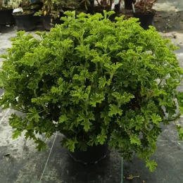 Géranium au parfum de fleur d'oranger 'Prince of orange' (Pelargonium × citriodorum) — touffe compacte de feuillage vert très découpé · Pot 3L