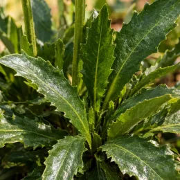 Marguerites 'Alaska' (Leucanthemum superbum) — gros plan sur feuillage vert dentelé · Photo d'illustration