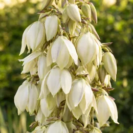 Yucca banane 'Ssp baccata' (Yucca baccata) — grappe dense de grandes cloches florales crème · Photo d'illustration