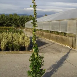 Jasmin étoilé (Trachelospermum jasminoides) — plante grimpante élancée en pot noir sur pépinière · Pot 10L