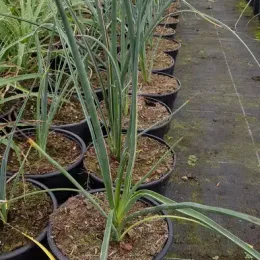 Yucca rouge (Hesperaloe parviflora) — plante élancée en pot noir, alignée en pépinière · Pot 2.5L