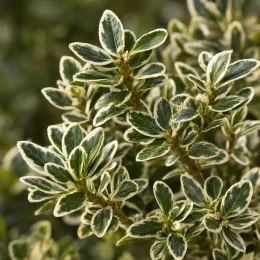 Fusain du japon pulchellus ou fusain microphylle 'Argenteovariegatus' (Euonymus pulchellus) — feuillage dense vert bordé de crème