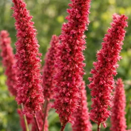 Persicaire 'Speciosa' (Persicaria amplexicaulis) — grappes florales dressées denses rose vif · Photo d'illustration