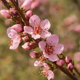 Pêcher 'Vineuse' (Prunus persica) — gros plan de fleurs roses sur une branche · Photo d'illustration