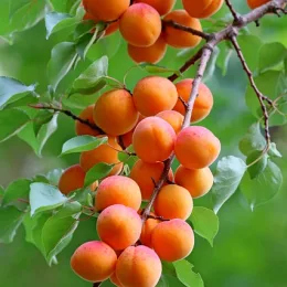 Fruitiers