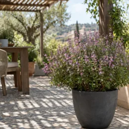 Sauge 'Trenance' (Salvia grahamii) — arbuste fleuri dans grand pot sur terrasse carrelée · Photo d'illustration