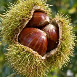 Châtaignier 'Marron d'olargues' (Castanea sativa) — gros plan de bogue ouverte avec trois fruits bruns · Photo d'illustration