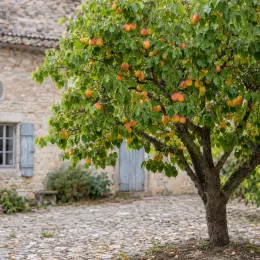 Abricotier 'Royal' (Prunus armeniaca) — arbre fruitier chargé de fruits orangés, cour pavée