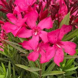 Laurier rose 'Ville de Sernhac' (Nerium oleander) — gros plan de fleurs rose vif et feuillage