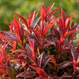 Leucothoé 'Burning love' (Leucothoe walteri) — feuillage dense aux jeunes pousses rouges brillantes