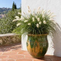 Herbe aux écouvillons (Pennisetum villosum) — touffe d’herbe ornementale en pot vernissé · Photo d'illustration